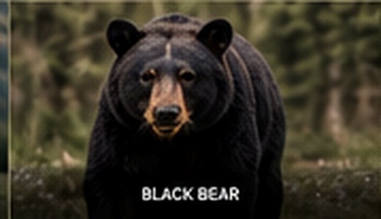 Black Bear